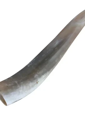 Geprüft Weisskirchen Hirschruf Ochsenhorn