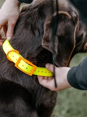 HP&G Hundehalsband 19 mm Bestseller